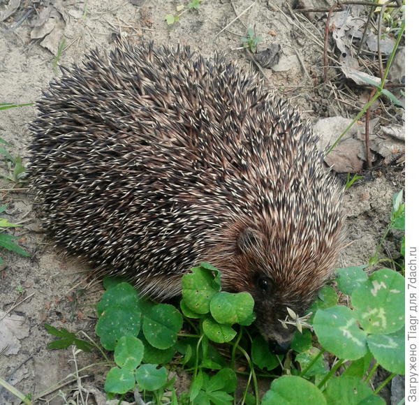 милое создание)))