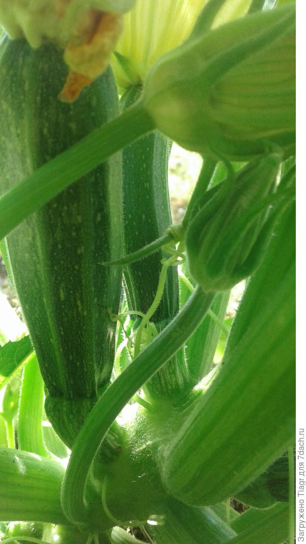 На фото видно, что один женский цветок уже завял, другой цветёт, а мужские цветы ещё не распустились.