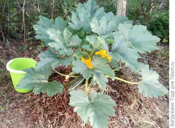 роскошный красавец