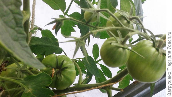 Алтайский мёд