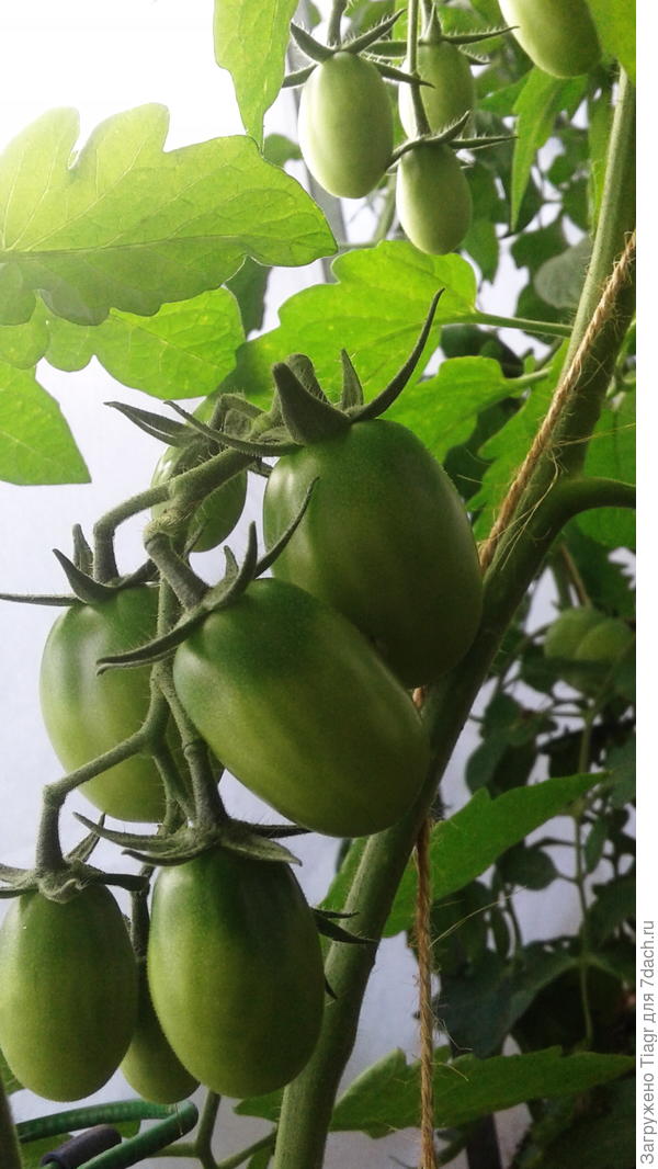 Завязыаются кисти &quot;Гранатовой капли&quot; (каждая новая кисть через 3 листа)