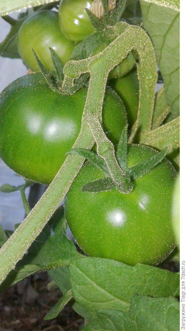 Зефир в шоколаде