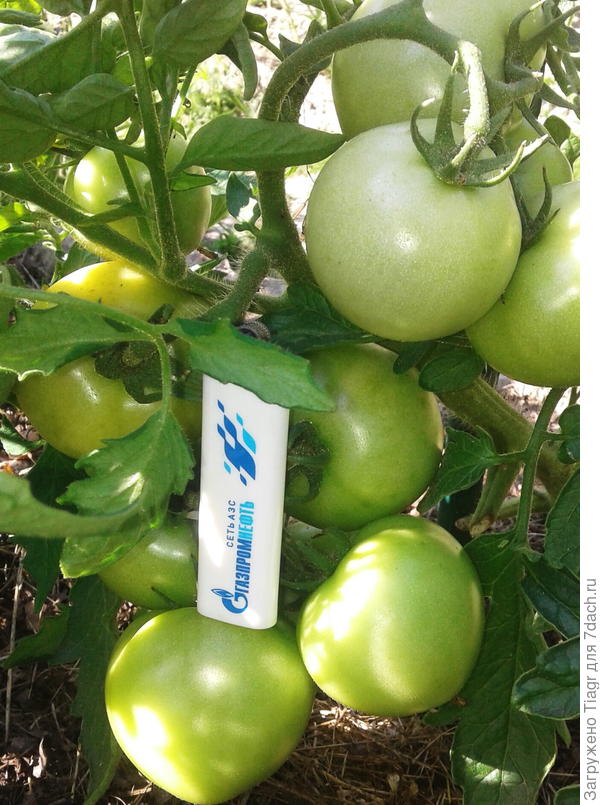 в открытом грунте