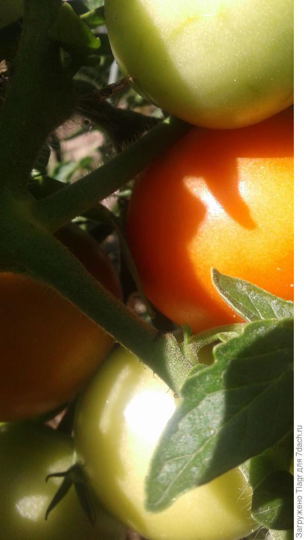 уже поячти красная))))