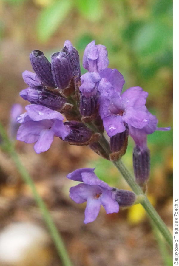 Это тебе))) Эту лаванду я вырастила из семян, и вот она вся в цвету)))
