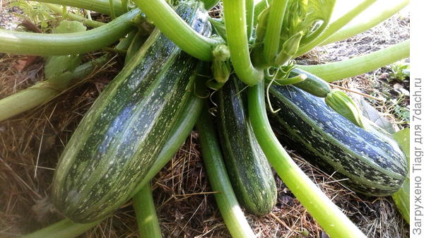 растут не по дням, а по часам)))