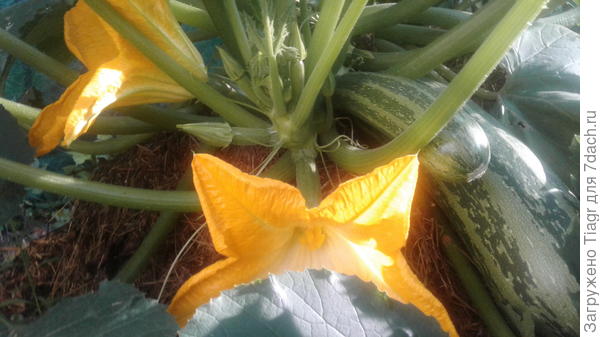 и каждый раз всё новые плоды