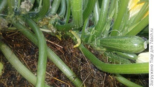 эта коса смотрит на юг