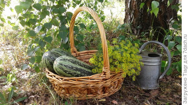 смеюсь, конечно, но лейка есть)))))