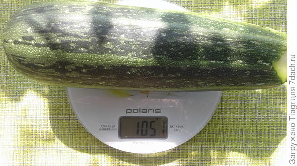 Вес плода 1051 г