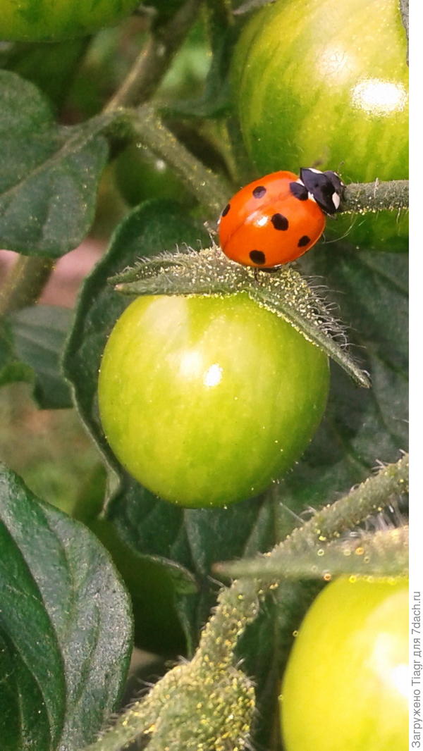 ползает по веточке)))