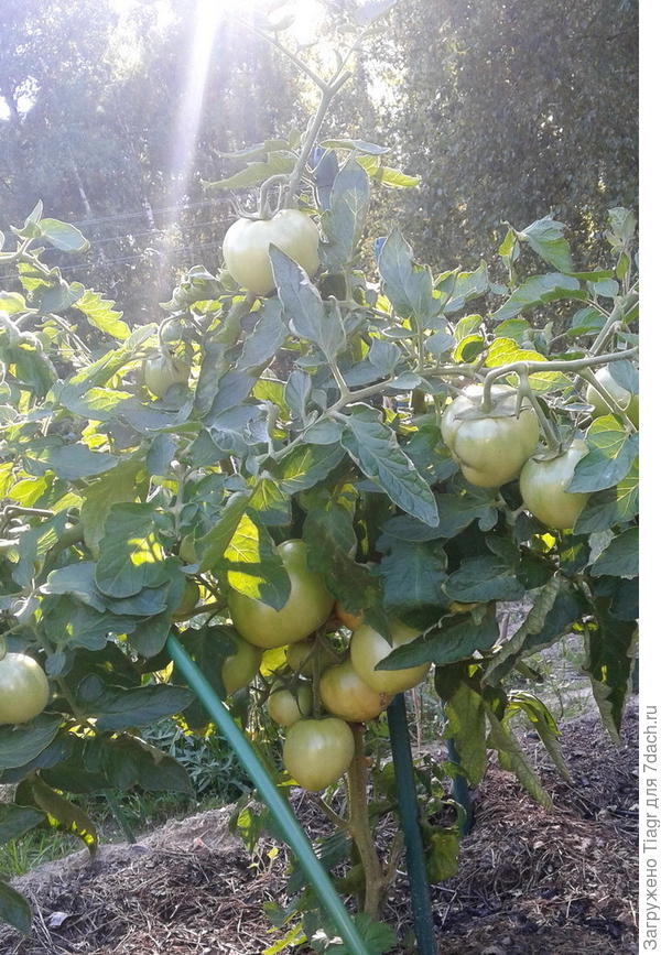 Снежный барс в открытом грунте