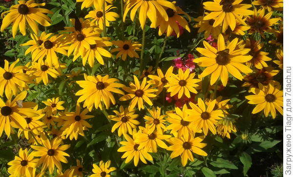 Солнца, радости, улыбок, цветов, радуги...