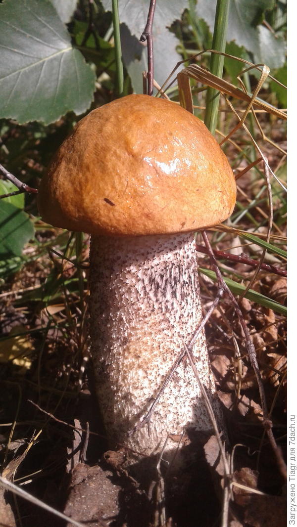 и даже грибов)))) Вот сейчас вырос)))) Это всё тебе!))))