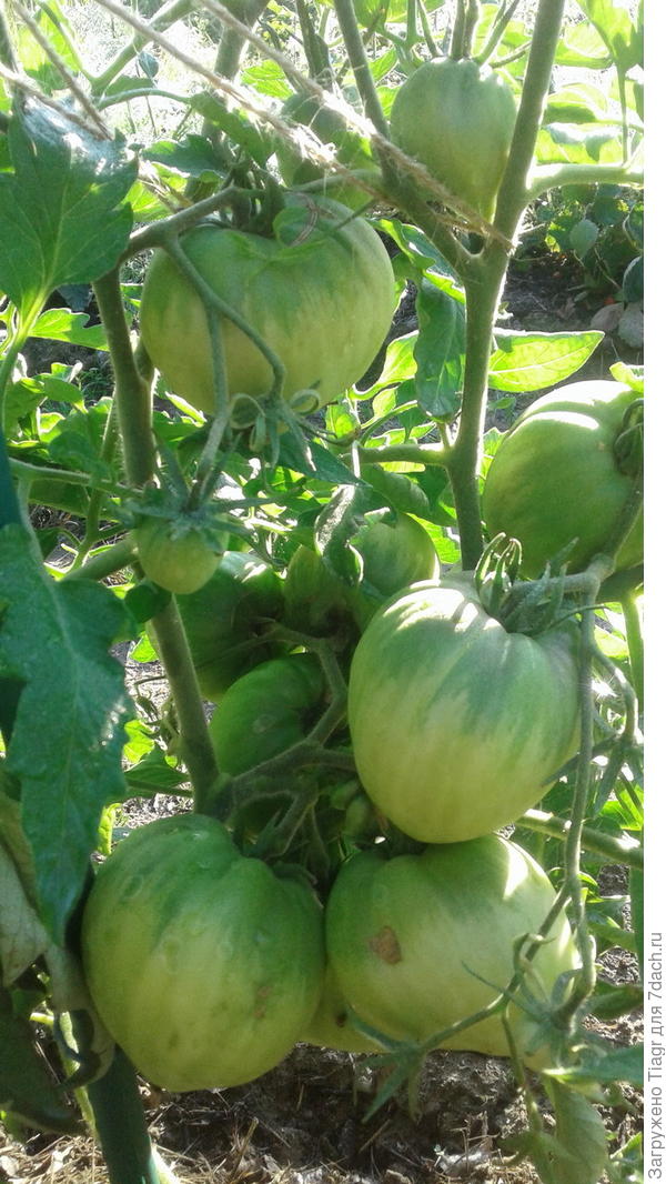 ещё зелёные