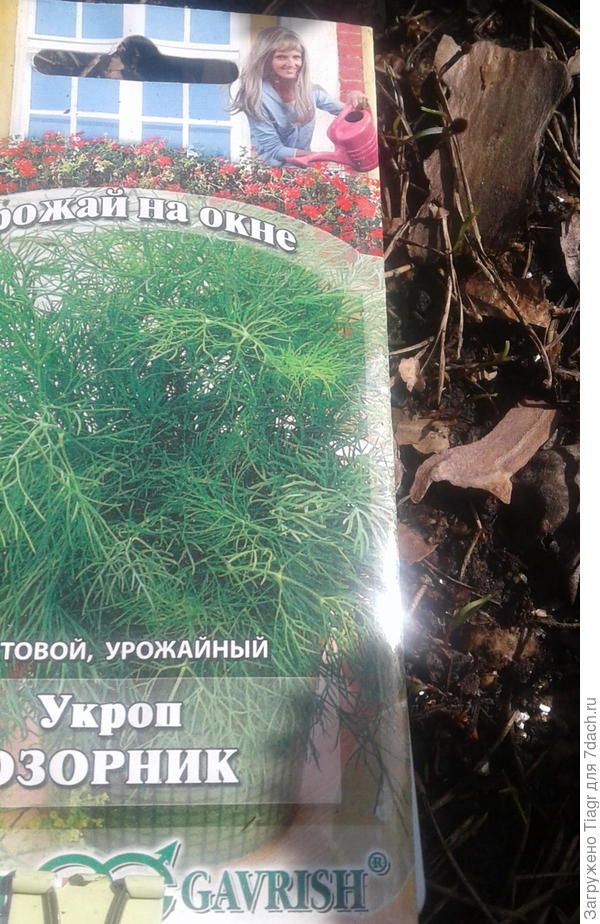 Укроп Озорник. Итоги и выводы