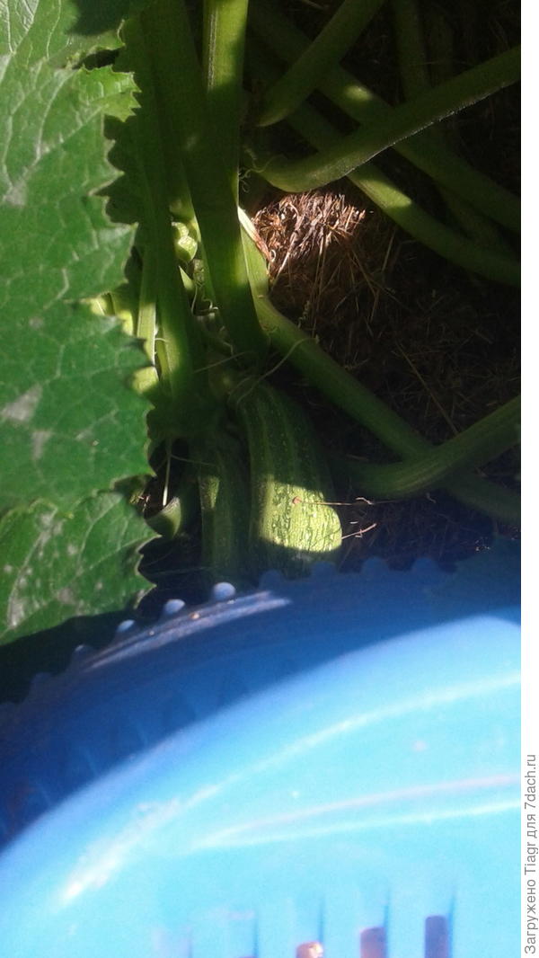 маленькие Тигрята подрастают