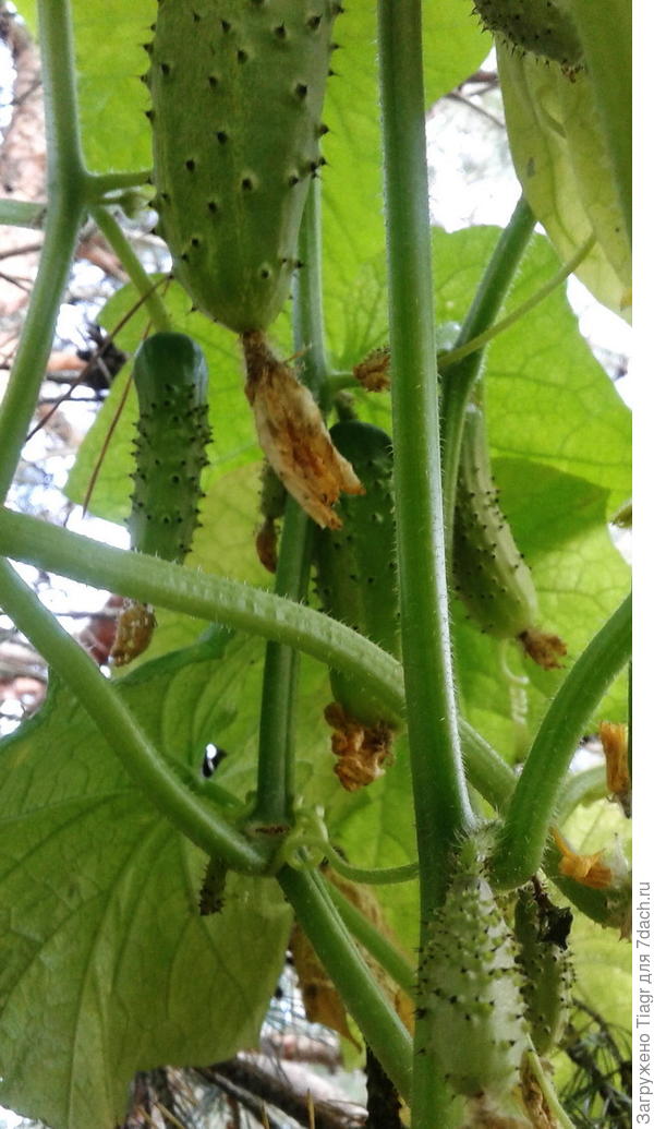 ...там наверху)))