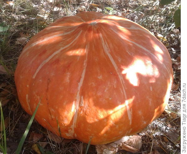 то есть с тыквой))))