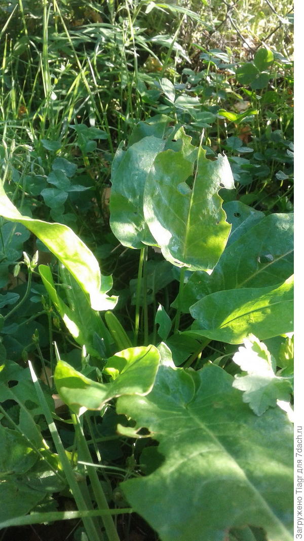 его кто-то кушает, но он самый настоящий)))