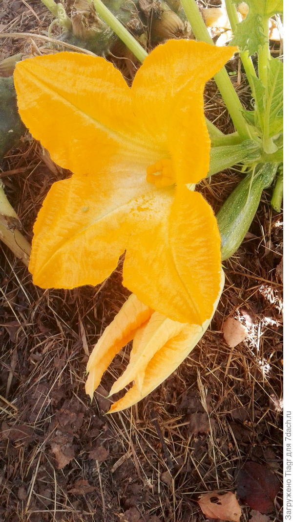 видимо, на счастье)))