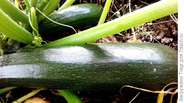 )))) и срежу кабачки