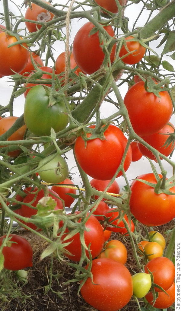 типа этого))))) фото он-лайн))))