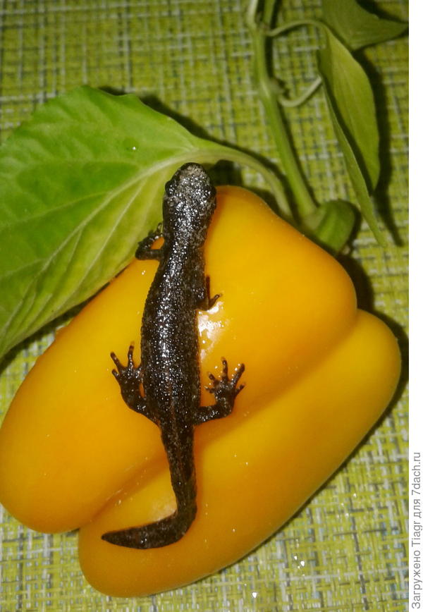 тоже не на диете))))