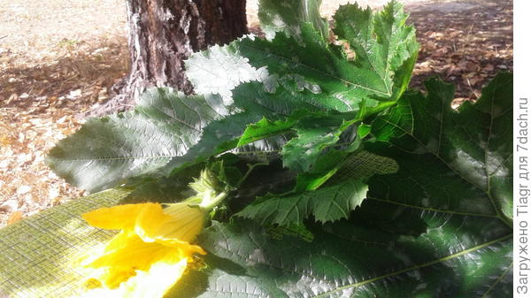 Добра, мира и здоровья.