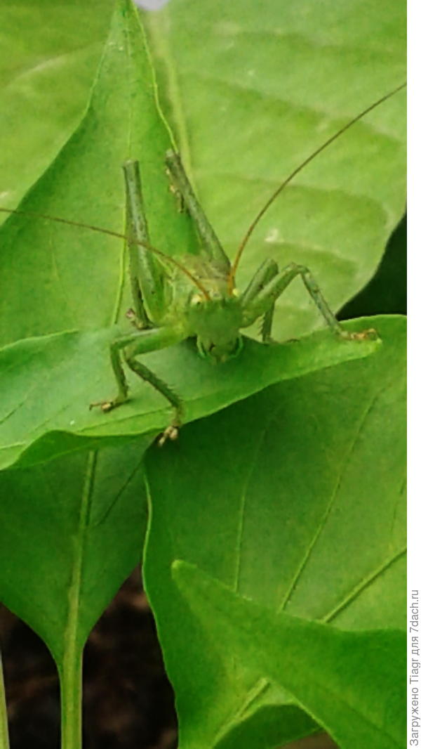а на перце сидит зелёный