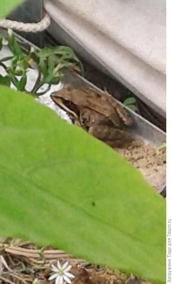 а под перцем сидит глазастый))) Жизнь кипит))))