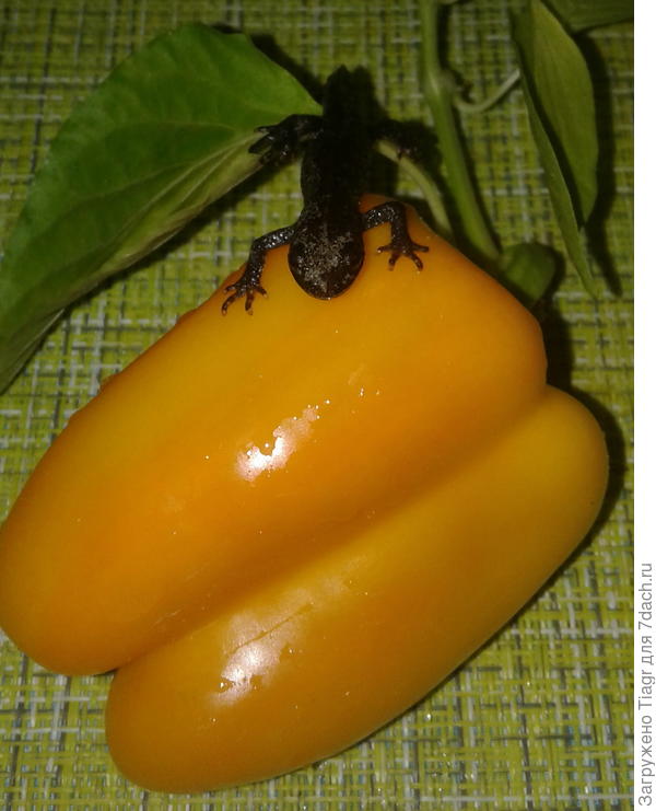 у брошки лапки не двигаются)))