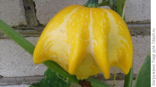 у нас в садике выросла