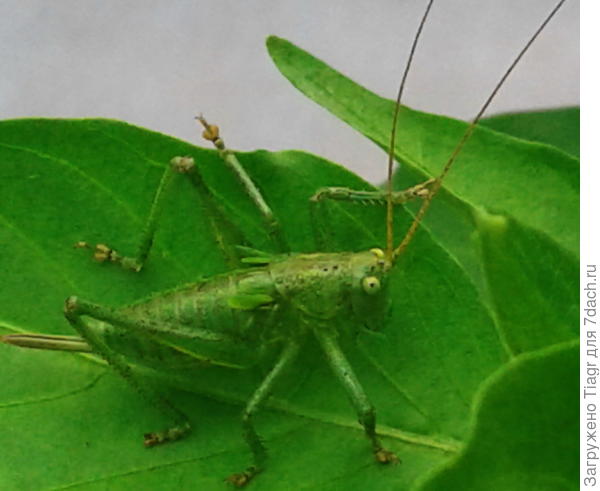поза у зелёного смешная - будто с трибуны выступает))))