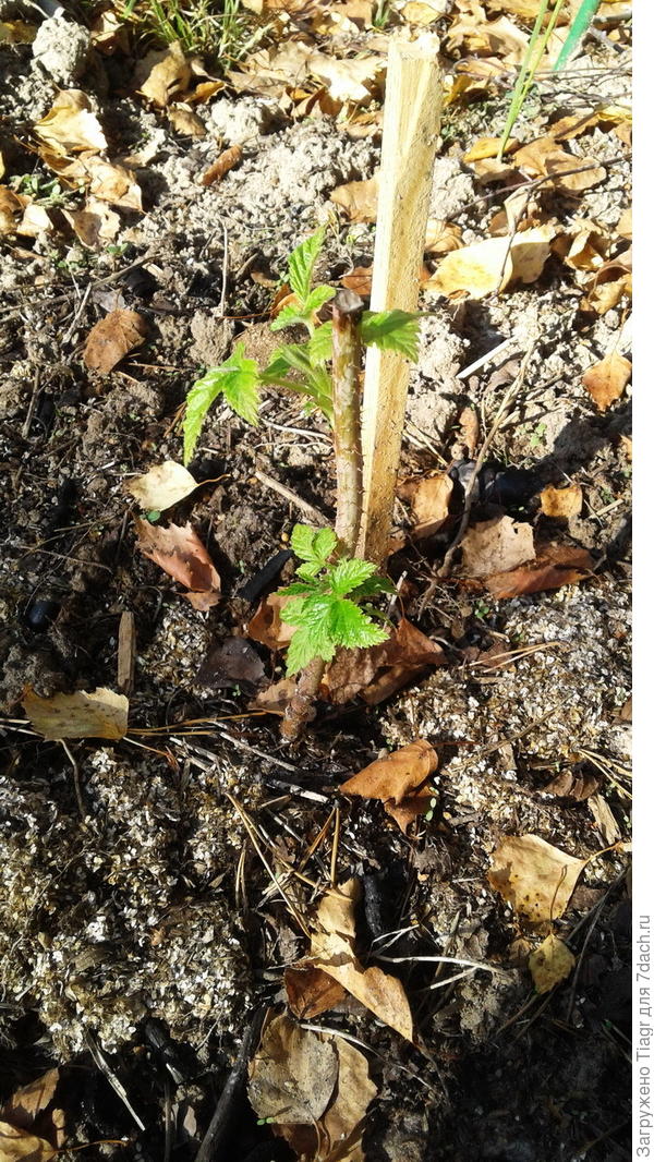 Малина Карамелька)))