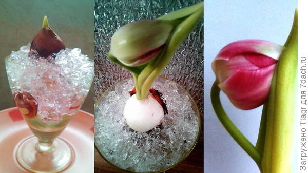 тюльпанчик