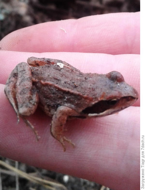 ищут растительные кучи потеплее)))