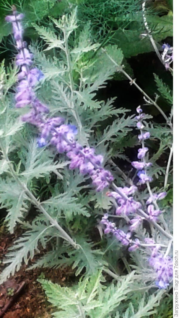 не нашла время запечатлеть. Это начало моей клумбы мечты)))