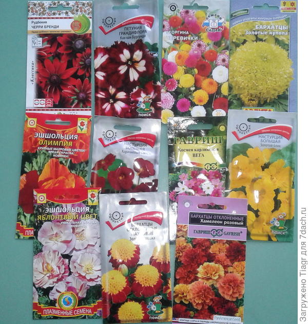 самые красивые и самые неприхотливые цветы поселятся в детском саду