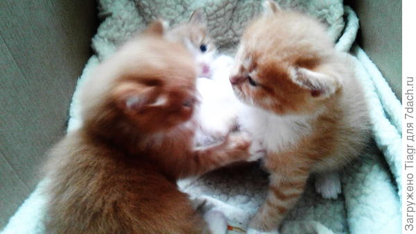 три рыжик - все на СЧАСТЬЕ)))