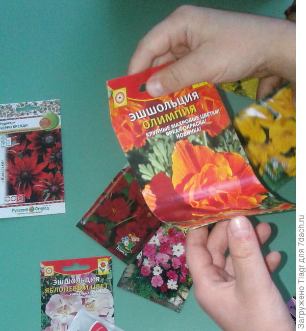 Эшшольция двух сортов - Олимпия и Яблоневый цвет