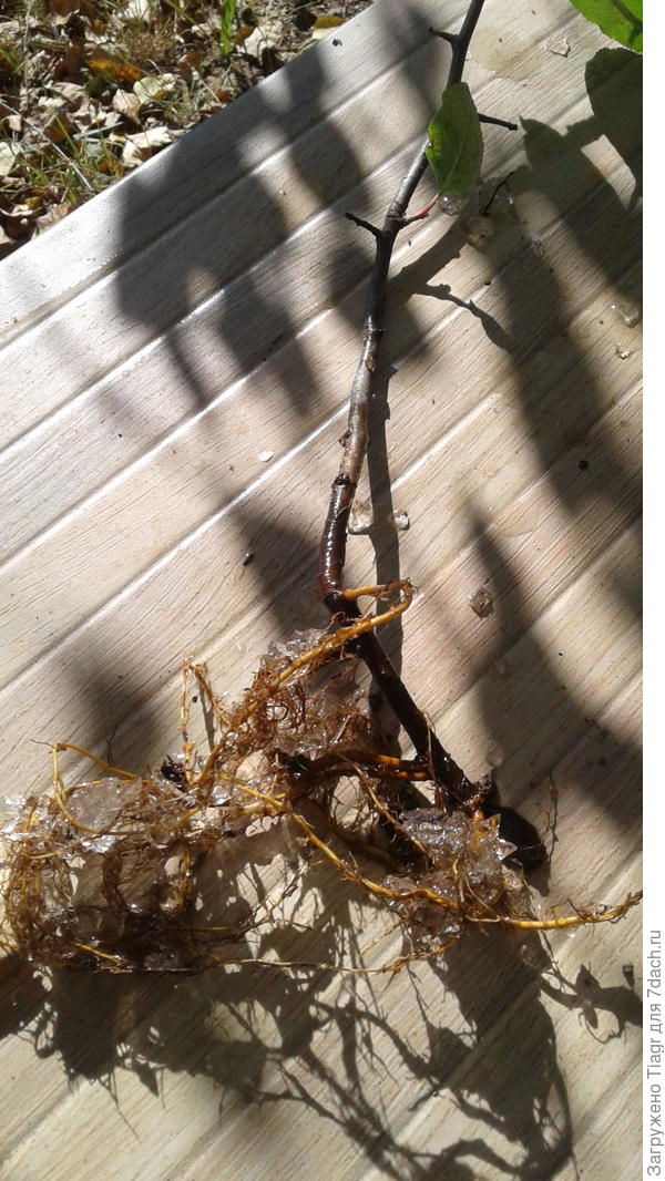 помогает саженцам легко перенести транспортировку