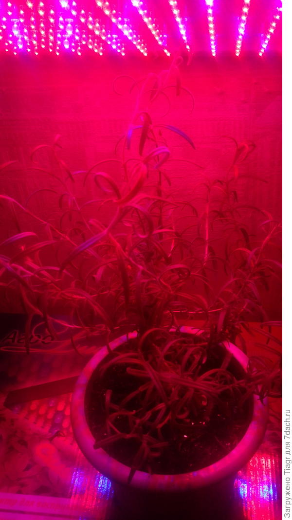 пусть растут с комфортом)))