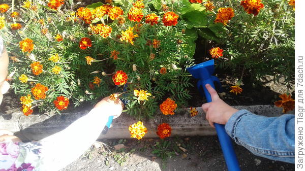 и на клумбе