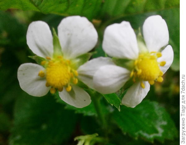 двойняшки-симпатяшки)))