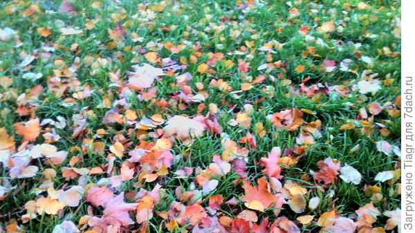ковёр из листьев)))