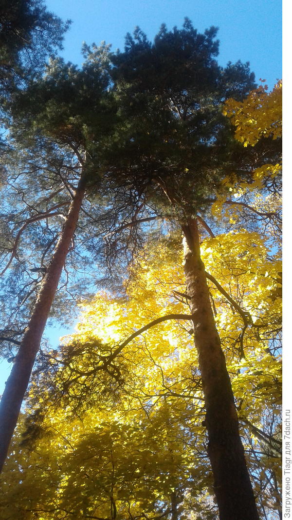 с голубым небом и с в зототыми листочками деревьями