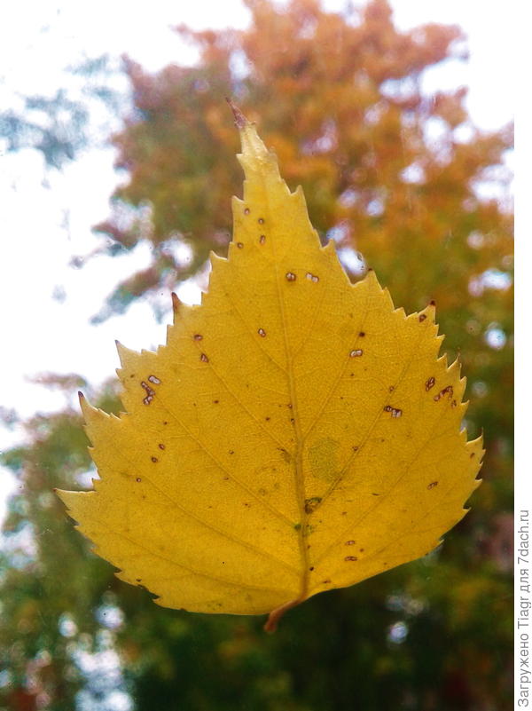 привет от берёзок Подмосковья)))