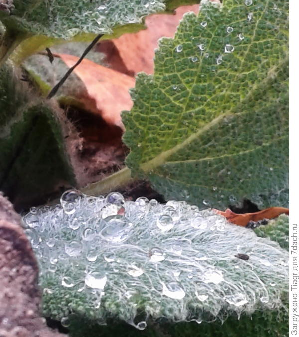 осенний лист шалфея