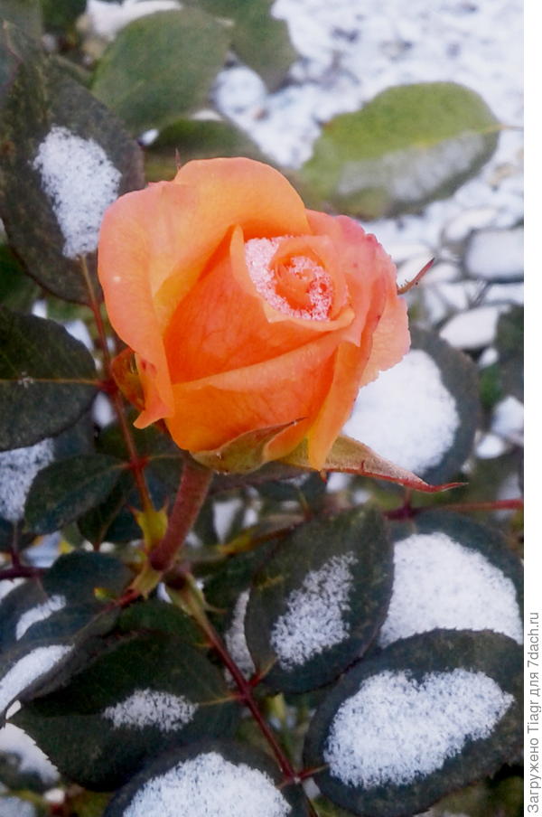 припорошило немного